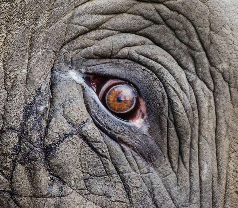 E' raro vedere gli elefanti piangere