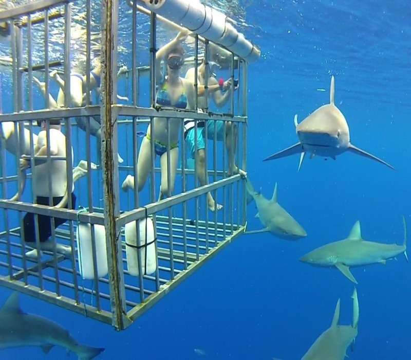 Attacchi di squali e pesca incontrollata: chi è il maggior predatore tra squalo e uomo?