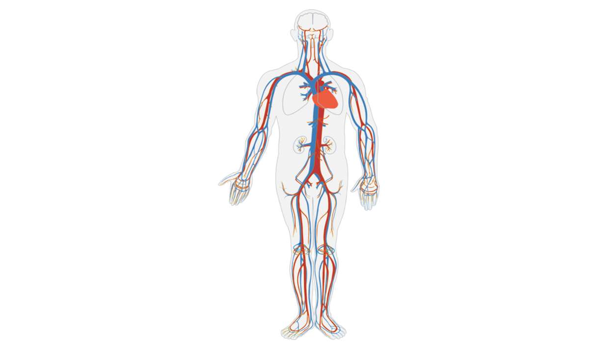 A quanto ammonta la somma delle lunghezze dei vasi sanguigni?