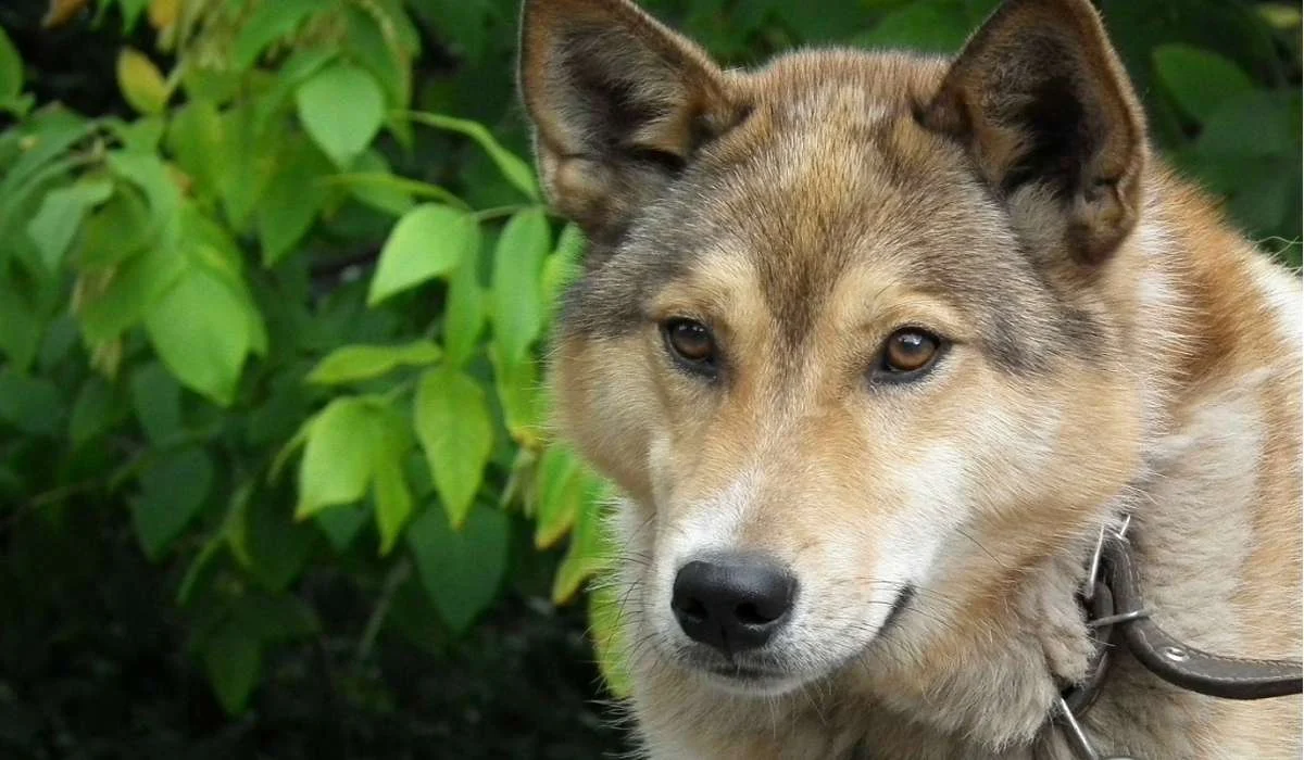 Con quale nome è noto il primo cane mandato nello spazio?