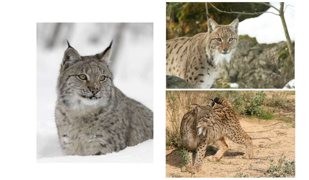 Quale membro del genere Lynx è attualmente classificato come una specie in pericolo di estinzione?
