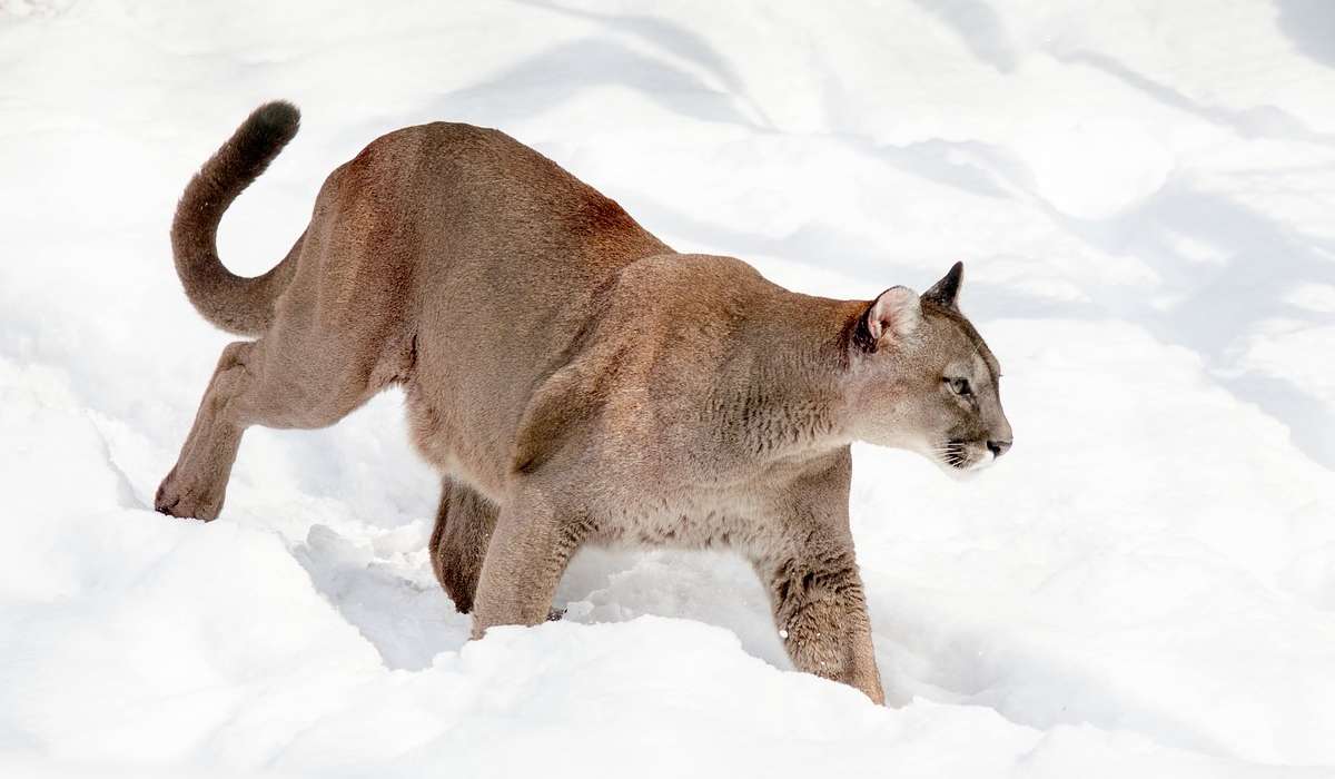 Il leone di montagna è anche conosciuto come: