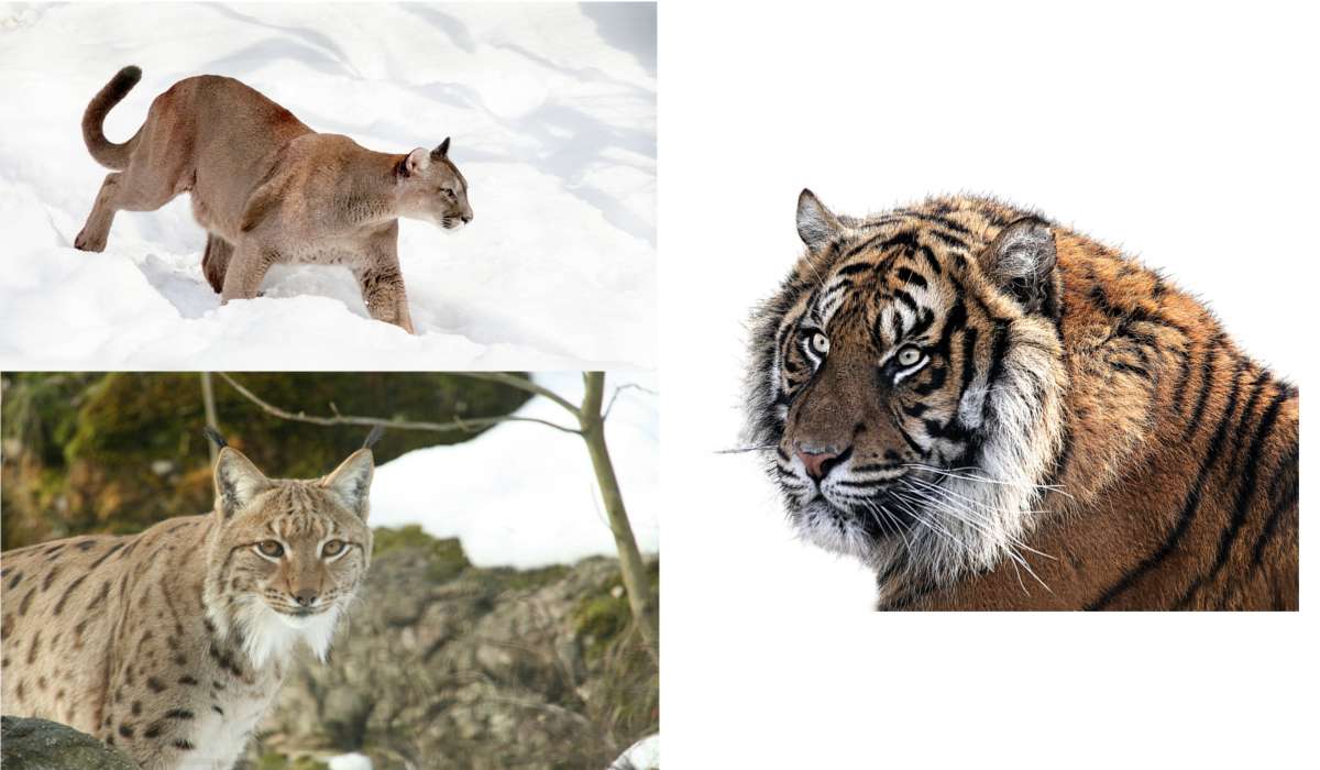 Quali specie di 