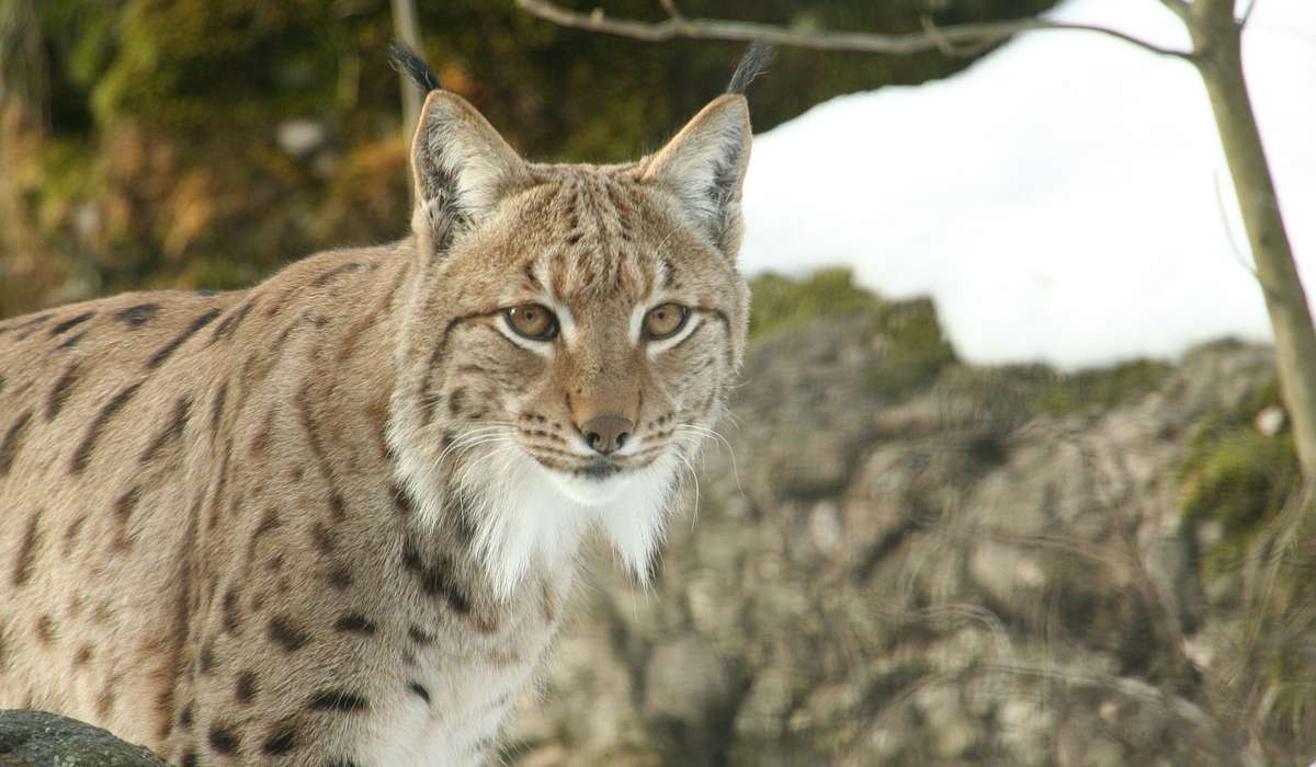 Quale membro del genere Lynx è il più piccolo in termini di dimensioni?