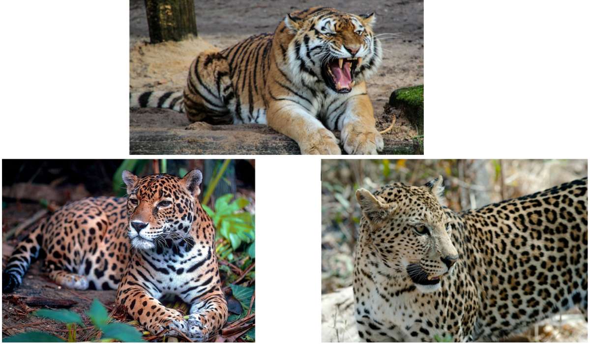 Quale grande gatto elencato di seguito risiede attualmente nel Centro e nel Sud America?