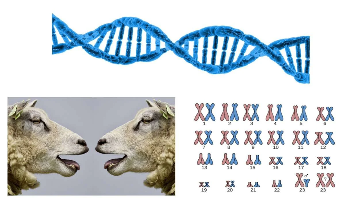 DNA, cromosomi, clonazione animale