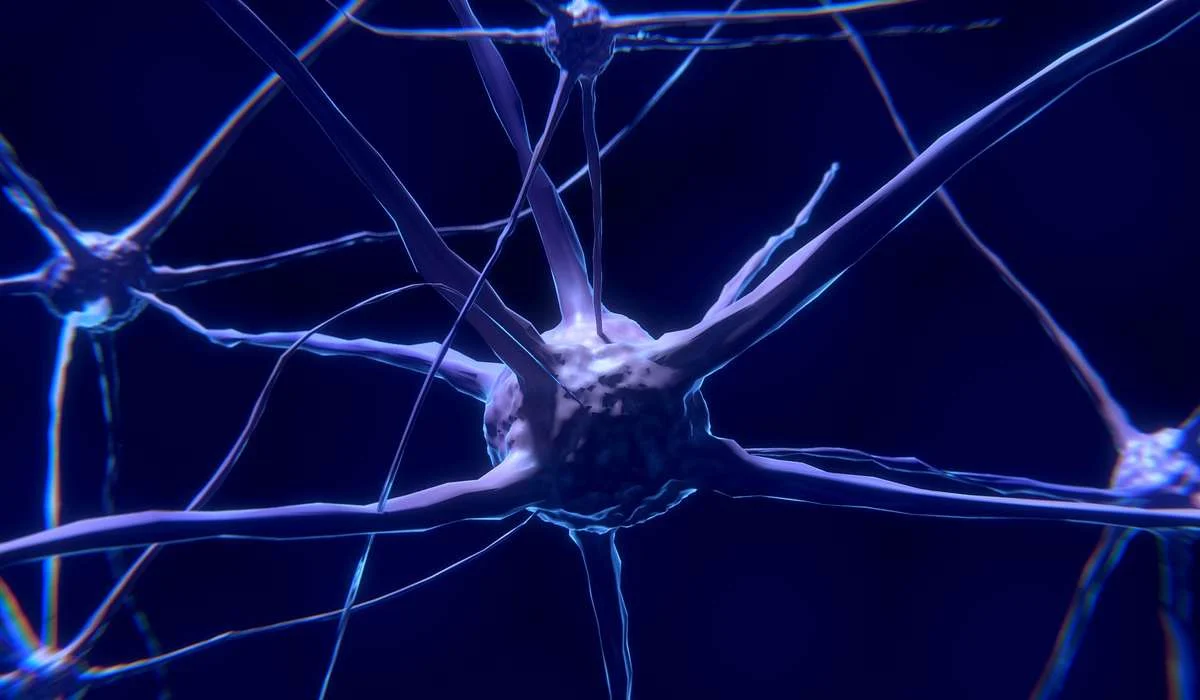 Quale di questi non è un componente del cervello?