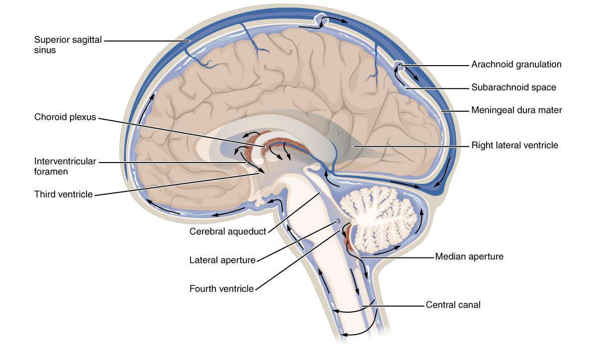 Qual è la funzione dell'acquedotto cerebrale ?