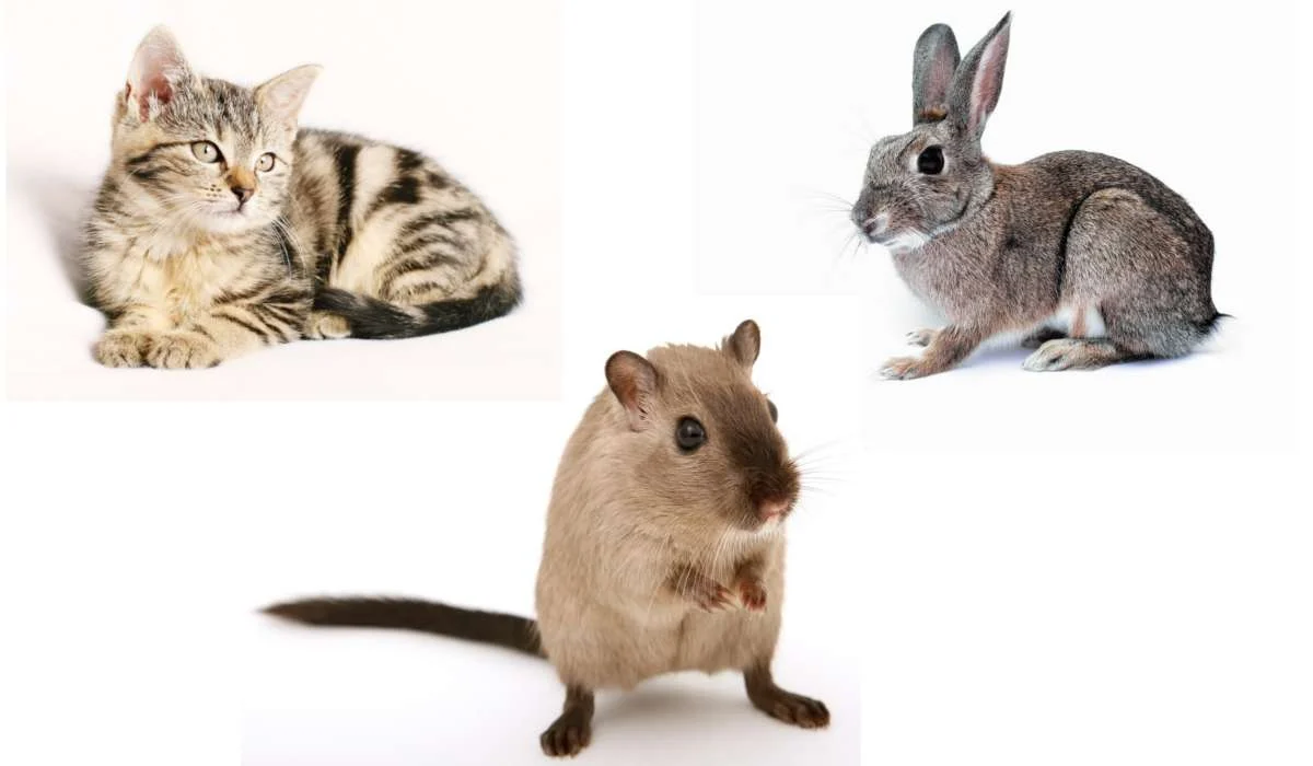 Quali animali sono stati utilizzati principalmente in 
