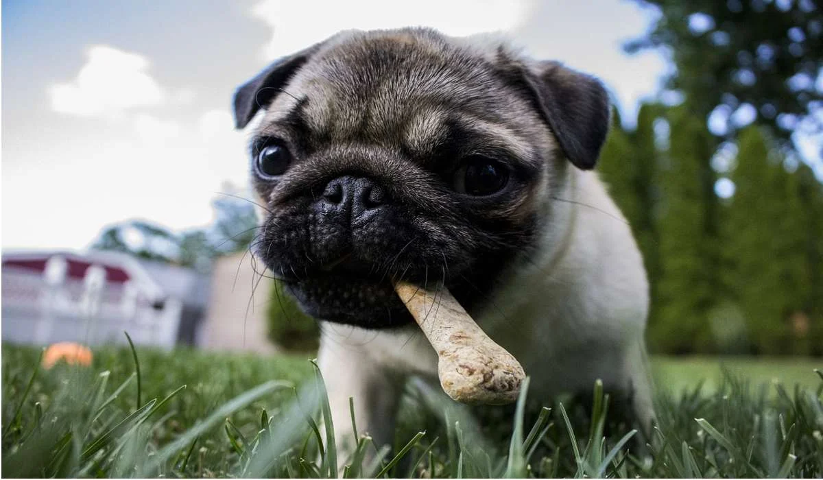  Quale tra questi non conviene far mangiare ai cani?