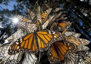 Le farfalle monarca sono alcuni degli insetti capaci di migrazione studiati dal team di Chapman. Anche questi sono animali che migrano.