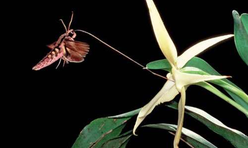 Charles Darwin studiò molto gli effetti dell'inbreeding sulle piante, tra cui l'orchidea del Madagascar
