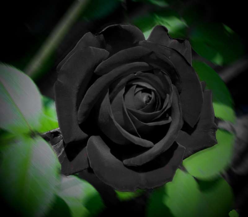La rosa nera di Halfeti è un fiore che esiste in natura