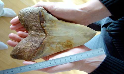 All'interno del tunnel Borbonico è stato ritrovato un enorme dente di Megalodonte