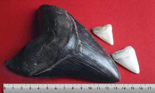 Su scala centimetrica i denti del Megalodonte comparati a quelli del grande squalo bianco (in bianco).