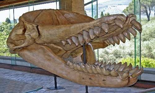 Cranio di capodoglio estinto, una delle prede preferite del Megalodonte