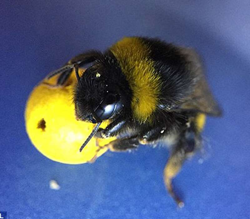 I bombi, dei tipi di api, mostrano un'intelligenza particolare pur essendo dei semplici insetti.