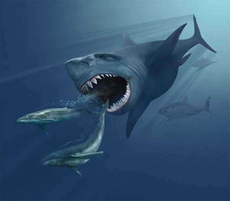 Lo squalo Megalodonte un gigantesco squalo vissuto nel Pliocene.