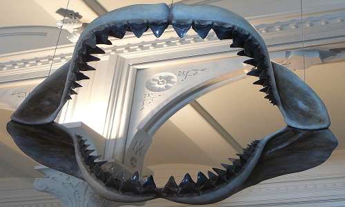  la mascella di un gigantesco squalo Megalodonte. Il nome Megalonte deriva da megalodon, "grande dente".