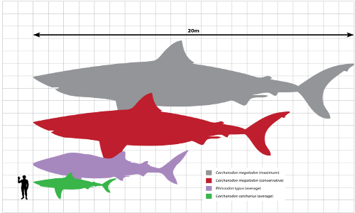 Le dimensioni del Megalodonte (Carcharodon megalodon).