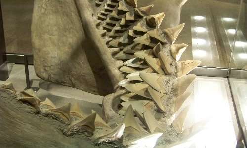 Modello ricostruito della dentatura di Megalodonte.