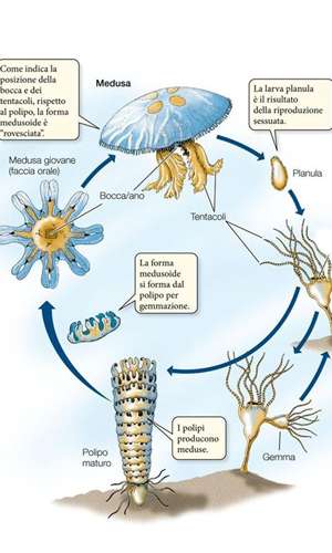 In questa immagine è rappresentato il ciclo vitale di una medusa, che passa attraverso una forma di vita bentonica chiamata polipo