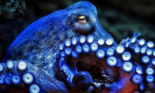 Il polpo è l'octopus vulgaris, comunemente consumato nelle insalate di mare