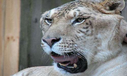 La ligre è l'animale che ha caratteristiche sia della tigre che del leone, essendo l'incrocio della tigre femmina e del leone maschio.