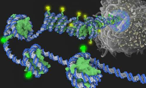 L'epigenetica integra le conoscenza della biologia molecolare e della genetica per studiare le modificazioni del DNA che alterano l'espressione genica.