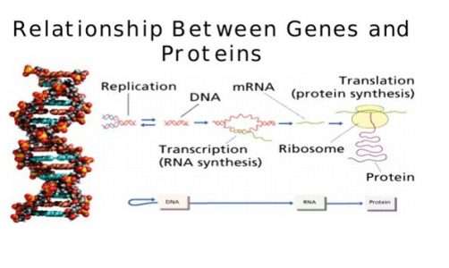 La genetica ha fornite le basi su cui la biologia molecolare ha sviluppato la propria ricerca sulla relazione tra geni e proteine