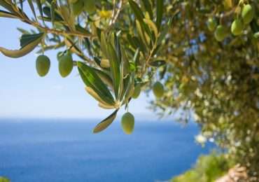L'olivo e tantissime altre specie di piante sono state colpite da xylella fastidiosa, il batterio di cui non si riesce a trovare cura.