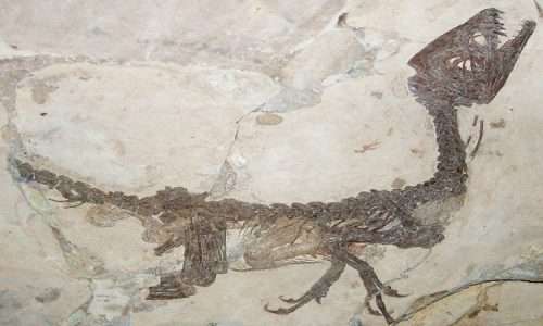 Nella foto è mostrato il fossile di un dinosauro, che secondo recenti scoperte poteva essere ricoperto da piume.