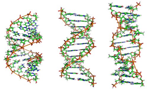 Il DNA può essere trovato in tre diverse forme, e ciascuna di esse è dotata di una struttura diversa.