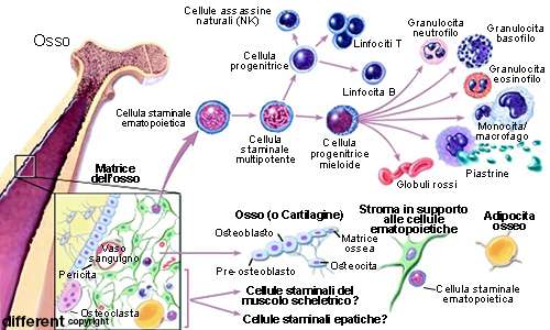 Le cellule natural killer sono linfociti effettori del sistema immunitario che hanno origine da cellule ematopoietiche.