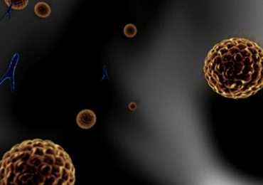 I linfociti natural killer sono cellule naturalmente predisposte ad uccidere cellule anomale