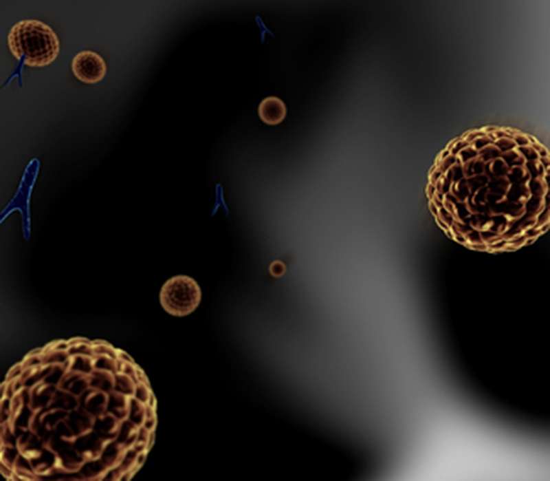 I linfociti natural killer sono cellule naturalmente predisposte ad uccidere cellule anomale