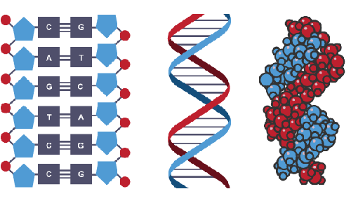 Il DNA rappresentato in tre diversi modi, evidenziando i nucleotidi primi, e mostrandolo tridimensionalmente poi.