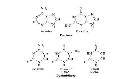 Le basi azotate presenti differenziano i nucleotidi che costituiscono il DNA.