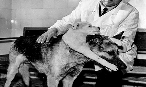 Prima di canavero medici sovietici eseguirono un trapianto di testa su cani