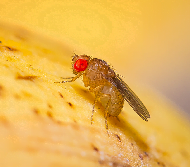 I moscerini della frutta sono ampiamente utilizzati nella ricerca.