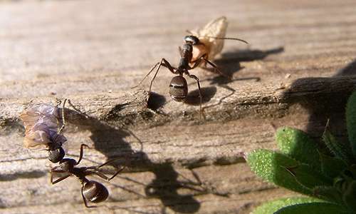I ricercatori hanno applicato ILG su esemplari di formica japonica, resa quindi capace di portare a termine l'impollinazione.