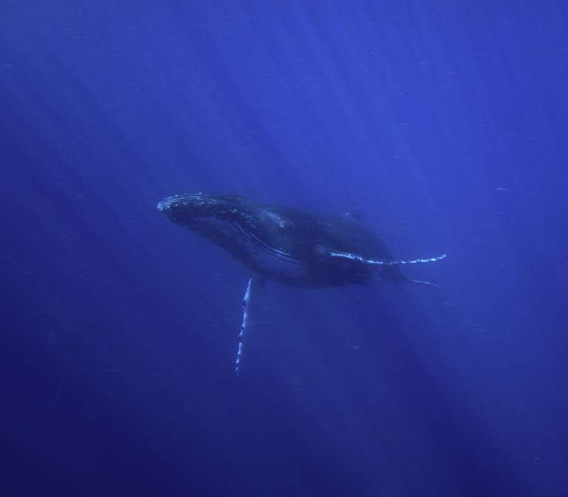 La megattera allontana le orche che attaccano altri animali scuotendo le pinne e la grande coda