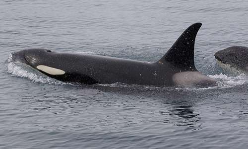 L'orca ha dimensioni poco superiori al cucciolo di megattera: per questo si riunisce i branchi per cacciare la preda
