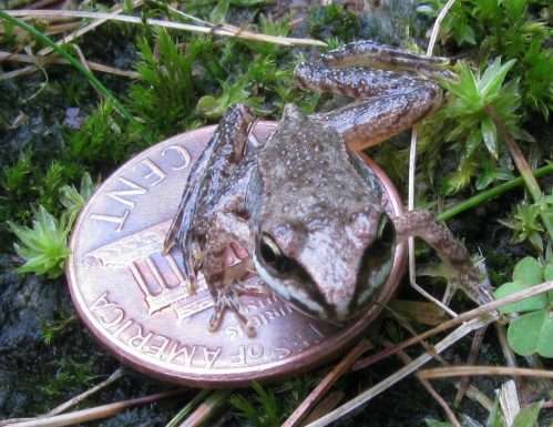 Essendo poco più grande di una moneta da 5 centesimi anche quando la rana va in letargo riesce a confondersi con l'ambiente circostante.
