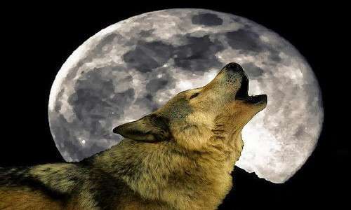 la luna piena è responsabile della trasformazione del licantropo in un vero e proprio lupo mannaro.