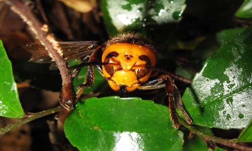 Capo di calabrone gigante asiatico con mandibole, occhi composti, ocelli ed antenne. Cromatismi unici.