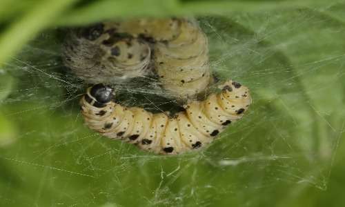Fotografia della larva del calabrone gigante asiatico, bianca ed apode.