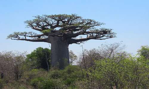 Ecosia pianta moltissime specie diverse di alberi, anche i baobab