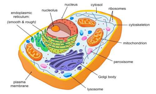 Il citoplasma e il reticolo endoplasmatico rugoso sono i comportaimenti cellulari più ricchi di ribosomi.
