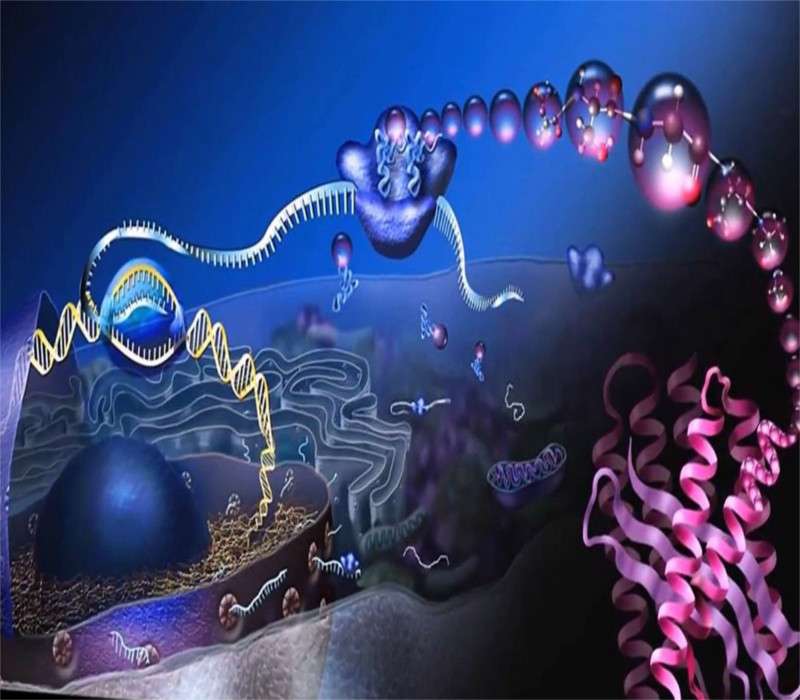 La sintesi proteica è regolata dai ribosomi.